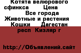 Котята велюрового сфинкса. .. › Цена ­ 15 000 - Все города Животные и растения » Кошки   . Дагестан респ.,Кизляр г.